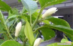 白兰花的神秘与美丽 白兰花的花语与意义