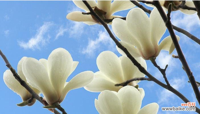 白兰花的神秘与美丽 白兰花的花语与意义