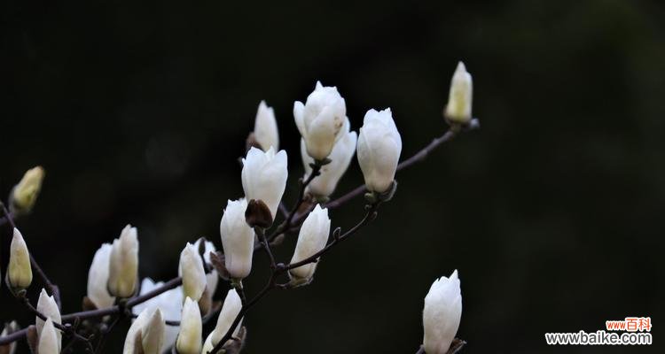 探寻白兰花的意义与神秘 白兰花的花语与传说