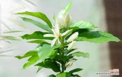 白兰花的美丽与纯洁 白兰花的象征意义与传承