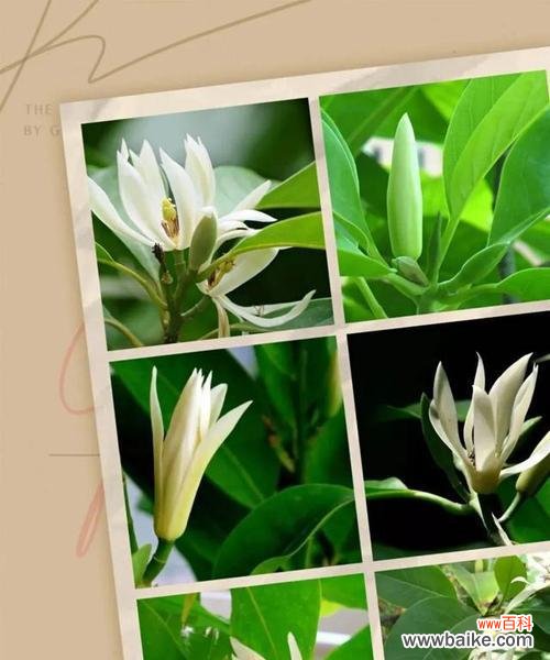 白兰花的美丽与纯洁 白兰花的象征意义与传承