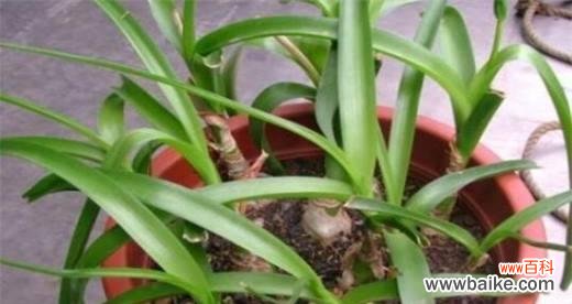 传递和平与希望的神秘之花 白花虎眼万年青之花语