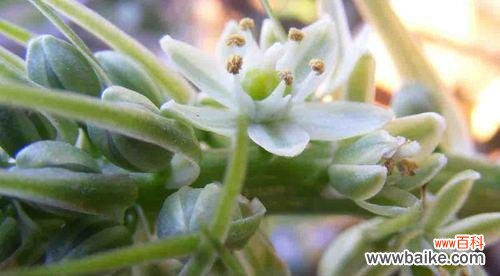 传递和平与希望的神秘之花 白花虎眼万年青之花语