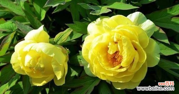 探寻白凤牡丹的历史渊源与文化内涵 白凤牡丹花语——纯洁与尊贵的象征