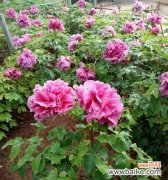 探寻白凤牡丹的历史渊源与文化内涵 白凤牡丹花语——纯洁与尊贵的象征