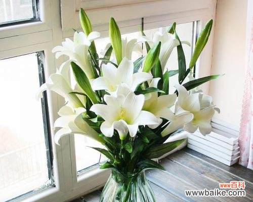 借助白荷花的花语 白荷花的花语与寓意