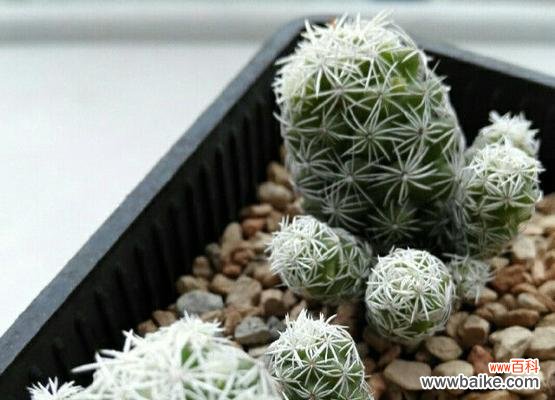 深入探索白鸟仙人球花的奇妙花语 白鸟仙人球花语