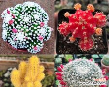 深入探索白鸟仙人球花的奇妙花语 白鸟仙人球花语