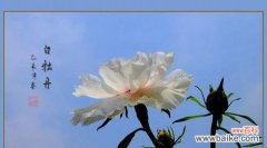 白牡丹 白牡丹的象征意义与美丽传说