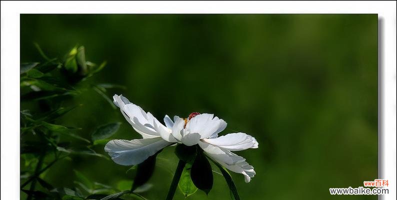 白牡丹 白牡丹的象征意义与美丽传说