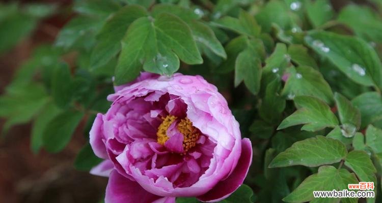 唤醒心灵的花朵 白牡丹红牡丹,寓意与美的绽放