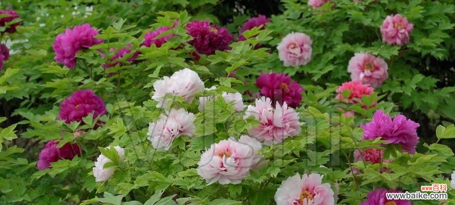 唤醒心灵的花朵 白牡丹红牡丹,寓意与美的绽放