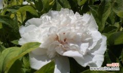 唤醒心灵的花朵 白牡丹红牡丹，寓意与美的绽放