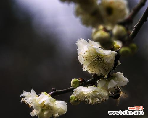 探寻白梅花语的意义和魅力 白梅花语的美丽和内涵