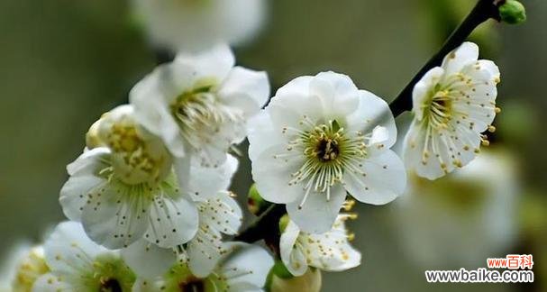 探寻白梅花语的意义和魅力 白梅花语的美丽和内涵