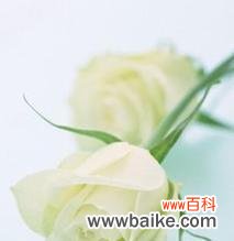 揭秘白玫瑰花的美丽与象征意义 白玫瑰花的寓意与花语——纯洁、爱情与守护