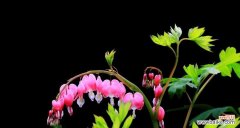 探索白蔓荷包牡丹的深层含义与象征 白蔓荷包牡丹花语