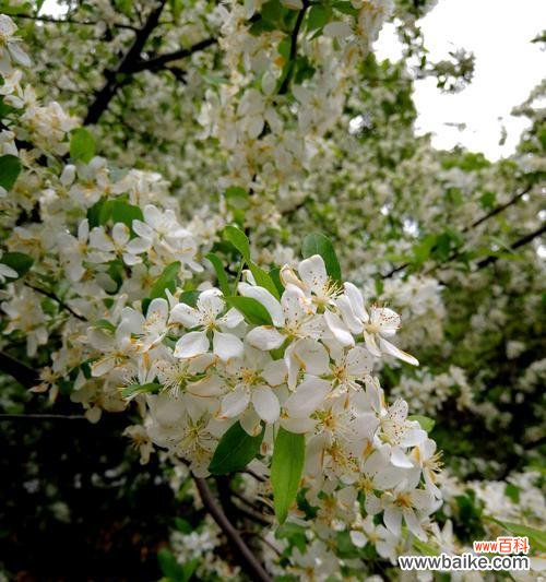 以白色海棠花语为主题的探究与赏析 白色海棠花语之美——平静、纯洁与希望