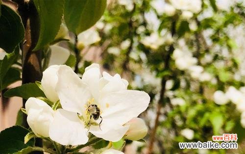 以白色海棠花语为主题的探究与赏析 白色海棠花语之美——平静、纯洁与希望