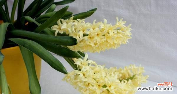 白色风信子 白色风信子花语-寓意纯洁与希望的花卉