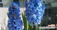 白色风信子 白色风信子花语-寓意纯洁与希望的花卉