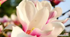 揭秘白玉兰花的独特花语与传承 白玉兰花的象征意义与寓意