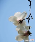 探寻白玉兰花的寓意与象征 白玉兰花的花语与美丽传承