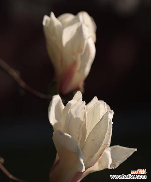 探寻白玉兰花的寓意与象征 白玉兰花的花语与美丽传承