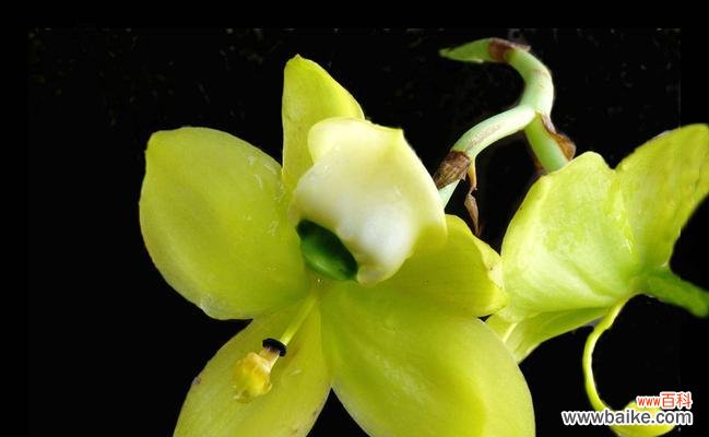 解读白石斛兰花语的含义和传说 白石斛兰花语