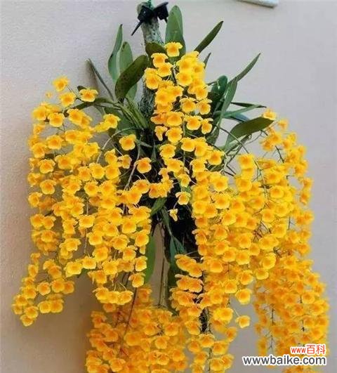 解读白石斛兰花语的含义和传说 白石斛兰花语