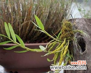 解读白石斛兰花语的含义和传说 白石斛兰花语