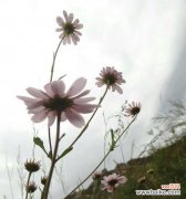 寓意深远的花卉 白色翠菊