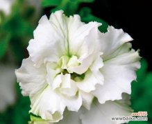 洁白如雪的花朵 白色矮牵牛花的美丽与寓意