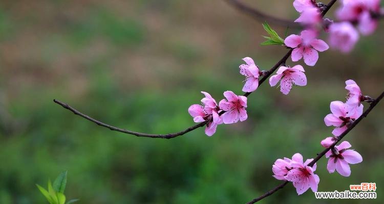 揭秘白色桃花的花语及传说 白色桃花花语的美丽寓意