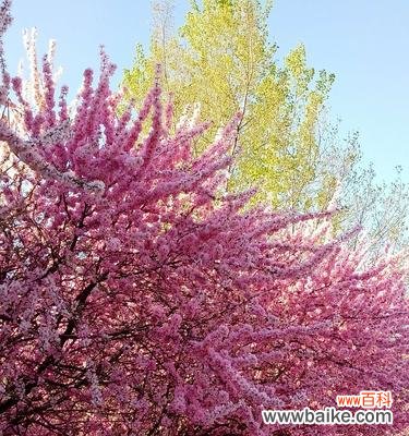 揭秘白色桃花的花语及传说 白色桃花花语的美丽寓意