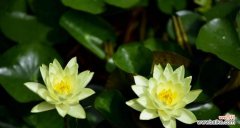 纯洁 白色睡莲的花语与美丽之恋