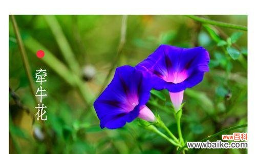 探寻白色牵牛花的含义和象征 白色牵牛花的花语