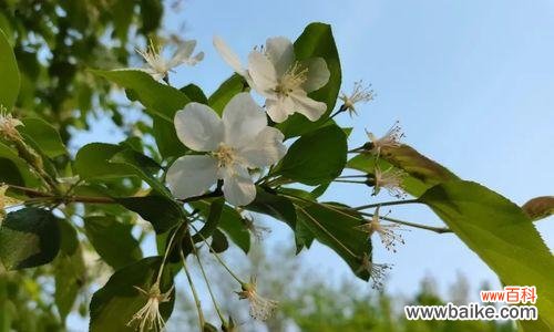 白色海棠寄托着真爱与纯洁 白色海棠花语与情感的深度表达