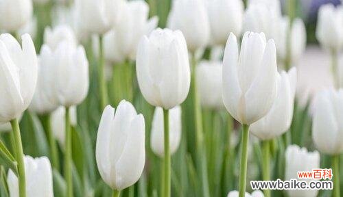 探寻白郁金香的神秘和美丽 白郁金香花语的含义与传说