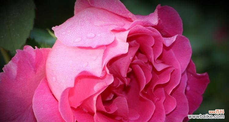 白月季花语的深意及与人生的契合 白月季花的花语之探秘与传承