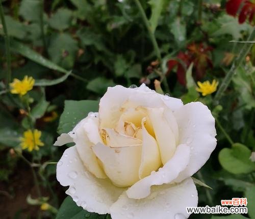 花开如月 白月季的花语及其意义解读
