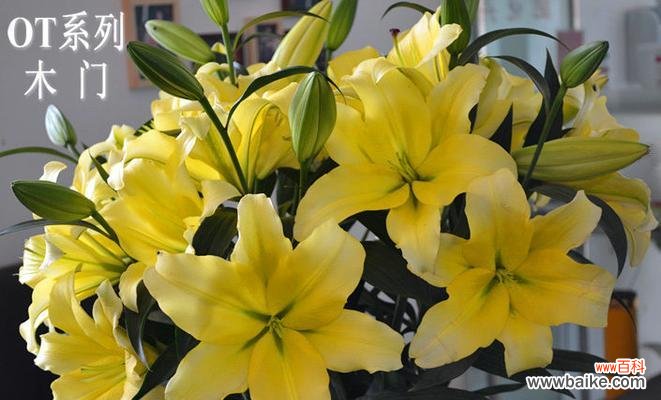 一朵纯洁的百合花 百合罗宾娜