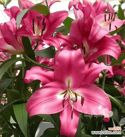 一朵纯洁的百合花 百合罗宾娜