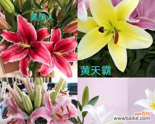 一朵纯洁的百合花 百合罗宾娜