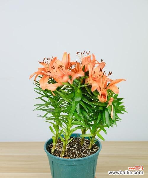 打造绽放盛世的花海 百合花养护宝典