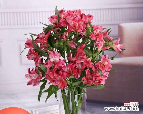 打造绽放盛世的花海 百合花养护宝典