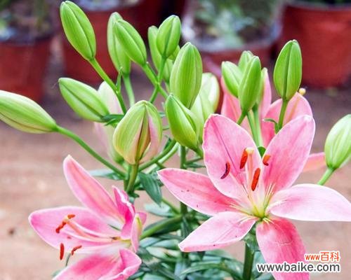 打造绽放盛世的花海 百合花养护宝典