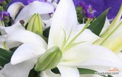 揭开百合花神秘的花语世界 百合花花语传说