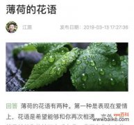 清香四溢 薄荷花的花语之美