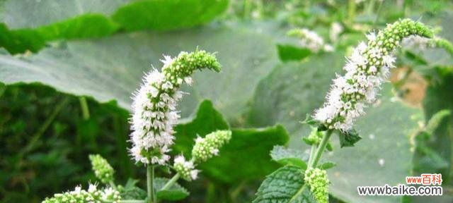 清香四溢 薄荷花的花语之美